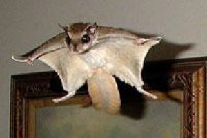 wildlife removal,nassau county, long island,new york,squirrels,trap,remove,service