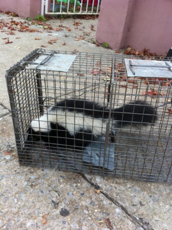 wildlife removal,nassau county, long island,new york,skunks,nest,trap,remove,service