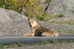coyote,wildlife removal,nassau county,new york,animal,remove,pest,long island,raccoon,squirrel,opossum,birds,rats,mice,bats,skunks,groundhogs,service