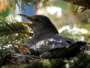 wildlife removal,nassau county, long island,new york,birds,nest,trap,remove,service
