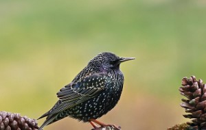 wildlife removal,nassau county, long island,new york,starling,birds,nest,trap,remove,service