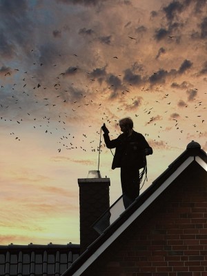 wildlife removal,nassau county, long island,new york,bats,nest,trap,remove,service