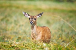 deer,wildlife removal,nassau county,new york,animal,remove,pest,long island,raccoon,squirrel,opossum,birds,rats,mice,bats,skunks,groundhogs,service