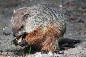 wildlife removal,nassau county, long island,new york,groundhogs,trap,remove,service