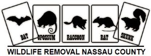 wildlife removal,nassau county,new york,animal,remove,pest,long island,raccoon,squirrel,opossum,birds,rats,mice,bats,skunks,groundhogs,service