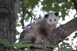 wildlife removal,nassau county, long island,new york,opossums,trap,remove,service