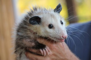 wildlife removal,nassau county, long island,new york,opossums,trap,remove,service
