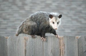 wildlife removal,nassau county, long island,new york,opossums,trap,remove,service