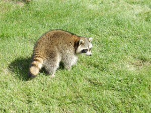 wildlife removal,nassau county, long island,new york,raccoons,trap,remove,service