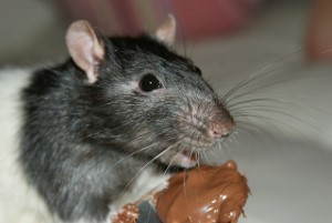 wildlife removal,nassau county, long island,new york,rats,rodent,nest,trap,remove,service