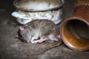 wildlife removal,nassau county, long island,new york,rats,rodent,nest,trap,remove,service