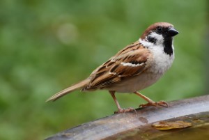 wildlife removal,nassau county, long island,new york,sparrow,birds,nest,trap,remove,service