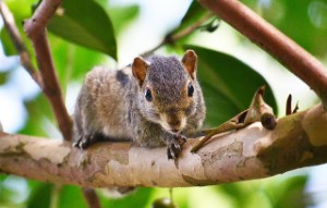 wildlife removal,nassau county, long island,new york,squirrels,trap,remove,service